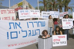 demonstration against the Veal industry
