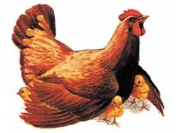 The hen that wanted chicks