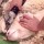 sheep's head being shaved