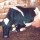 a cow collapsed by the weight of her utters