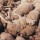 dead sheeps in a pile