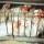 Large number of chickens in a crowded cage