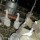 ducks in the fattening industry