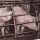 Pigs trapped in cages for meat