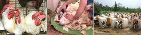 המוצר שמייצרות החיות הוא גופן שלהן