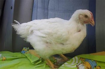 תרנגולת שהוצלה על-ידי פעילים לזכויות בעלי-חיים לאחר שתוכנן להשתמש בה למנהג הכפרות. צילום: רוזי שמש