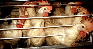 battery cage