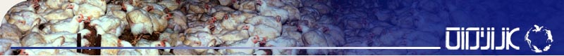 anonymous for animal rights