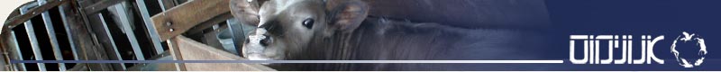 anonymous for animal rights