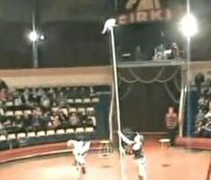 קריאה לפעולה: נגד קרקס חתולים