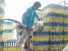 עובד זר מעמיס אווזים על משאיות