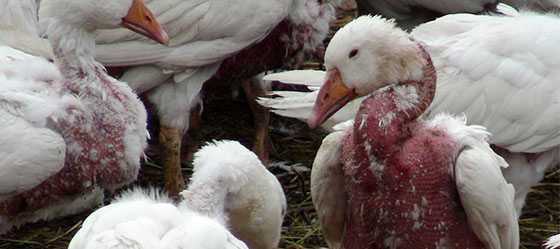 7 עובדות על תעשיית ה"פוך הטבעי" שיעשו לכם עור ברווז