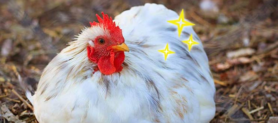 מה אתם יודעים על תרנגולות?