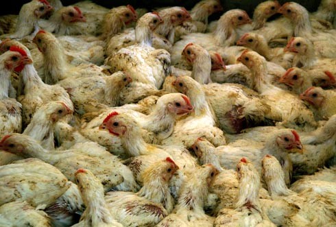 איך הפסקת חשמל של שעתיים גורמת ל-8,000 תרנגולים למות מחנק?