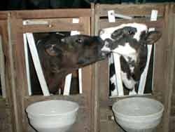 תלונה על התעללות ב