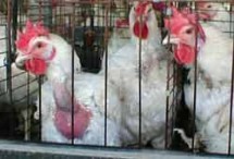 התעללות בתרנגולות: חיים שלמים בכלוב