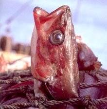 דגים: תעשיית הדיג ובריכות הדגים