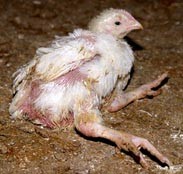 תרנגול צולע בגלל עיוות גנטי שעבר וגרם לשיבושים בגופו