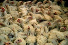 צפיפות קשה בלול פטמים של בשר