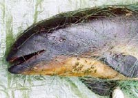 דגים: תעשיית הדיג ובריכות הדגים