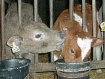 עגלה מלקקת עגלה