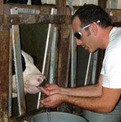 שיש אביבי מלטף ומשקה עגל במשק בבצרה, בעת פעילות אנונימוס במקום