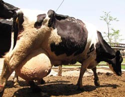 בדרך לחליבה. כפר מנחם, יוני 2012