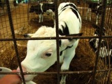 חלב: פרות ועגלים