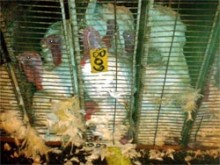 תאונת משאית הובלה בדרך למשחטת זוגלובק