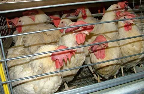 9 תרנגולות בכלוב
