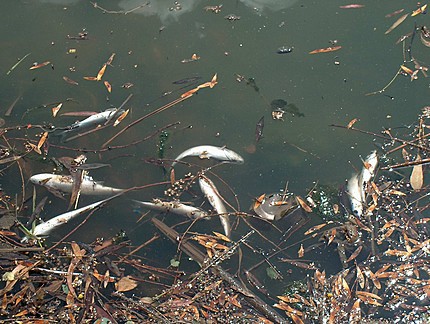 דגים מתים בירקון, תל-אביב 25.3.2004. תצלום: © Greenpeace