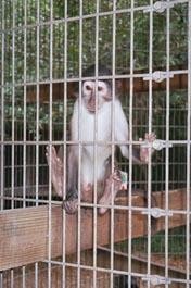 וולטר הוא קוף ממין נדיר מאוד (White-collared mangabey) שנמצא במרץ 2003 מתרוצץ בשדה עם כלבים בטקסס (IPPL).