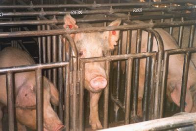 חזירות בתאי הריון בארצות-הברית (Farm Sanctuary)