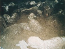 כבשים ב קורמו אקספרס 