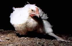 תרנגול שגופו עוות באמצעות ברירה מלאכותית עבור תעשיית הבשר
