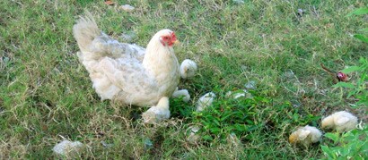 תרנגולת וצאצאיה האפרוחים בסביבתם הטבעית