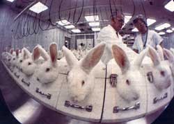 מאבק העמותה למען מדע מוסרי הוביל לחשיפת יותר מידע בנוגע לניסויים במתרחשים בבעלי חיים
