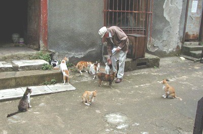 תושב מאכיל חתולי רחוב בסביבת מגוריו