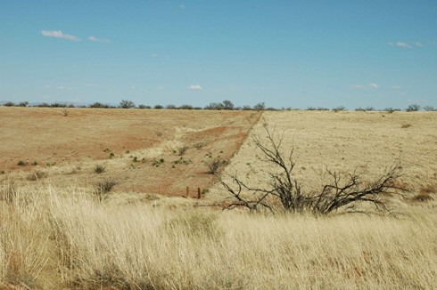 רעיית-יתר באריזונה: החיות הרבות נאלצות לאכול כמעט את כל הצמחייה עד לגדר (צילום: אוניברסיטת אריזונה)