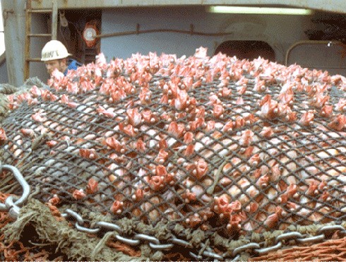 דיג מסחרי: 53% משלל הדיג בעולם משמש להזנת עופות וחזירים. כשליש משלל הדיג משמש להזנת דגים בבריכות דגים 