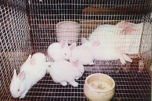 ארנבונים כלואים בתעשייה לייצור פרווה