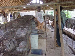הכליאה האינטנסיבית הופצה מהמערב לכל העולם: כלובי רשת מייצור מקומי למכלאה עם 25 נקבות. צולם בבנין, אפריקה.