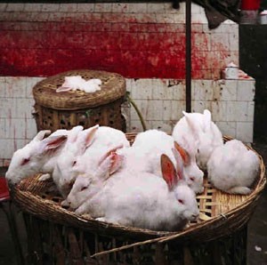 ארנבונים ממתינים לשחיטתם בשוק סיני. תצלום: all-creatures.org