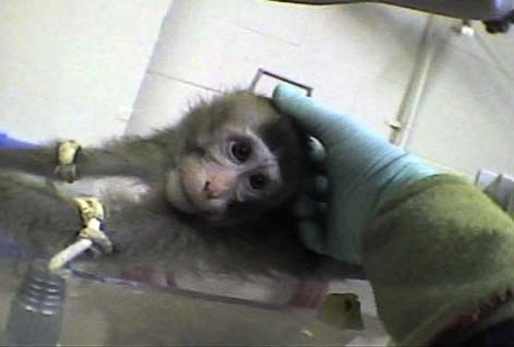 קוף מעבדה במהלך ניסוי