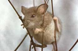 עכבר בטבע נאחז בענף