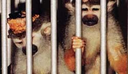 קופים כלואים במעבדת ניסויים