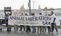 הפגנה בנמל פורטלנד של פעילי animal libaration ביום ד', 24.9.2003, נגד העמסת כבשים ובקר על אונייה אל כווית