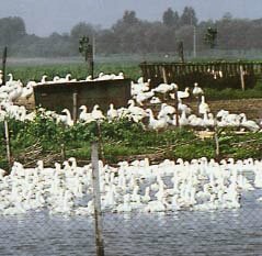 אווזים בהונגריה – תעשיית הבשר והנוצות. מבט אקראי מבחוץ אינו חושף את הפיטום ואת המריטה.