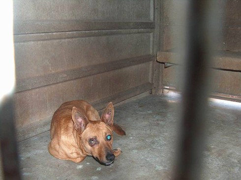 כלבה באחת המכלאות הרשותיות בארץ (צילום: נגה, אוקטובר 2006)