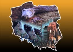 בפולין רווחת חקלאות מסורתית, פחות פוגענית מזו המקובלת במערב, ויש בה גם חוק מתקדם לרווחת חיות. אך הרגלים...